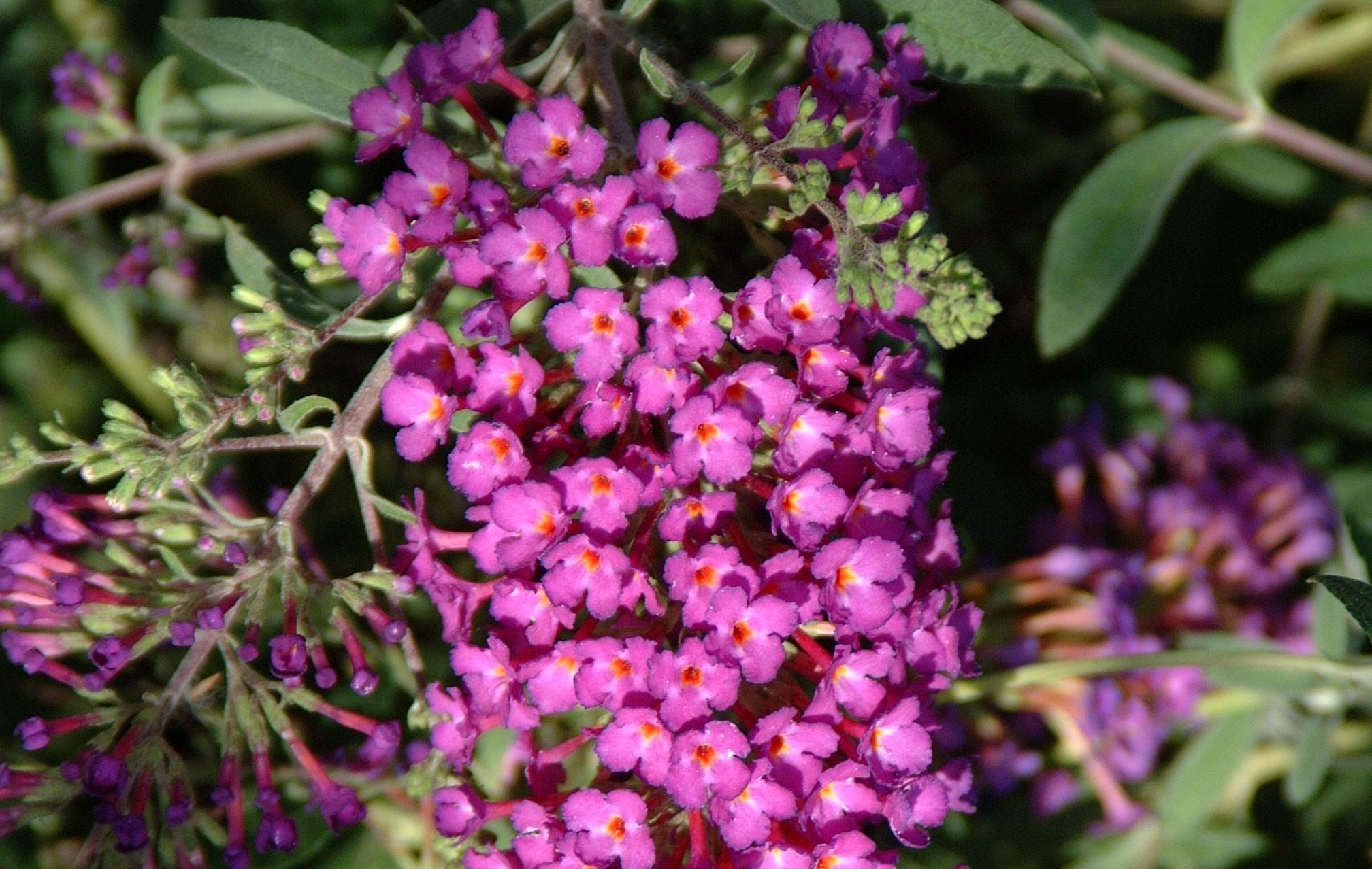 BUDDLEJA davidii