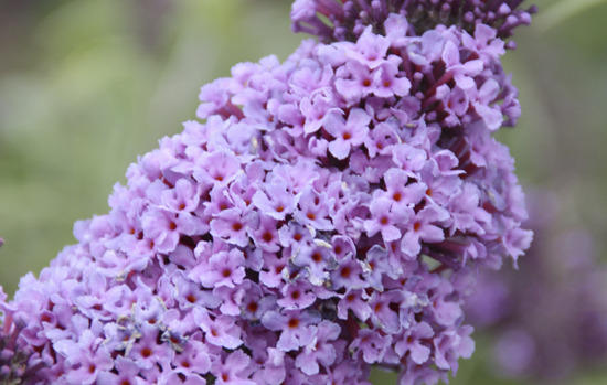 BUDDLEJA davidii 'Buz'