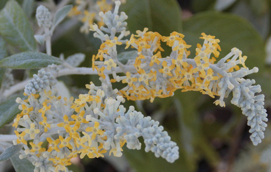 BUDDLEJA madagascariensis