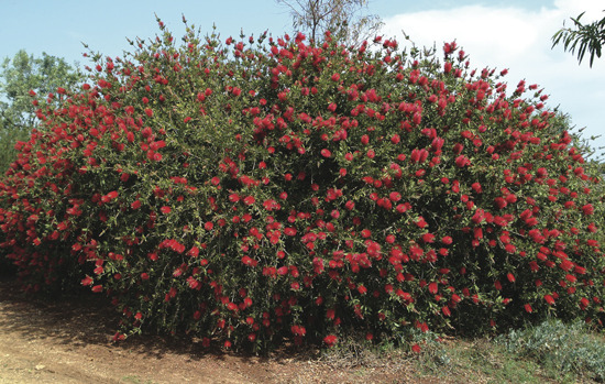 CALLISTEMON citrinus 'Splendens'