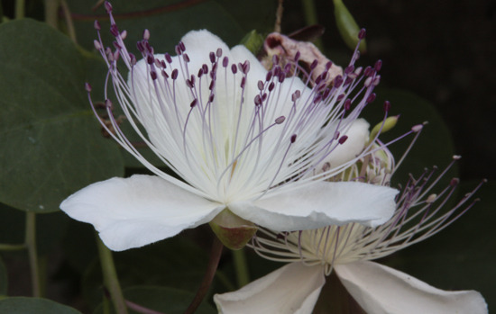 CAPPARIS spinosa var. inermis