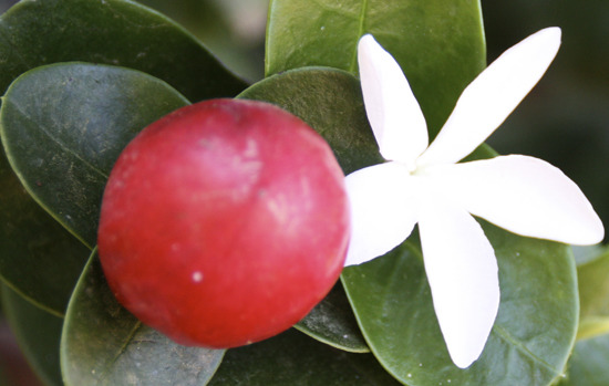 CARISSA grandiflora (=C. macrocarpa)