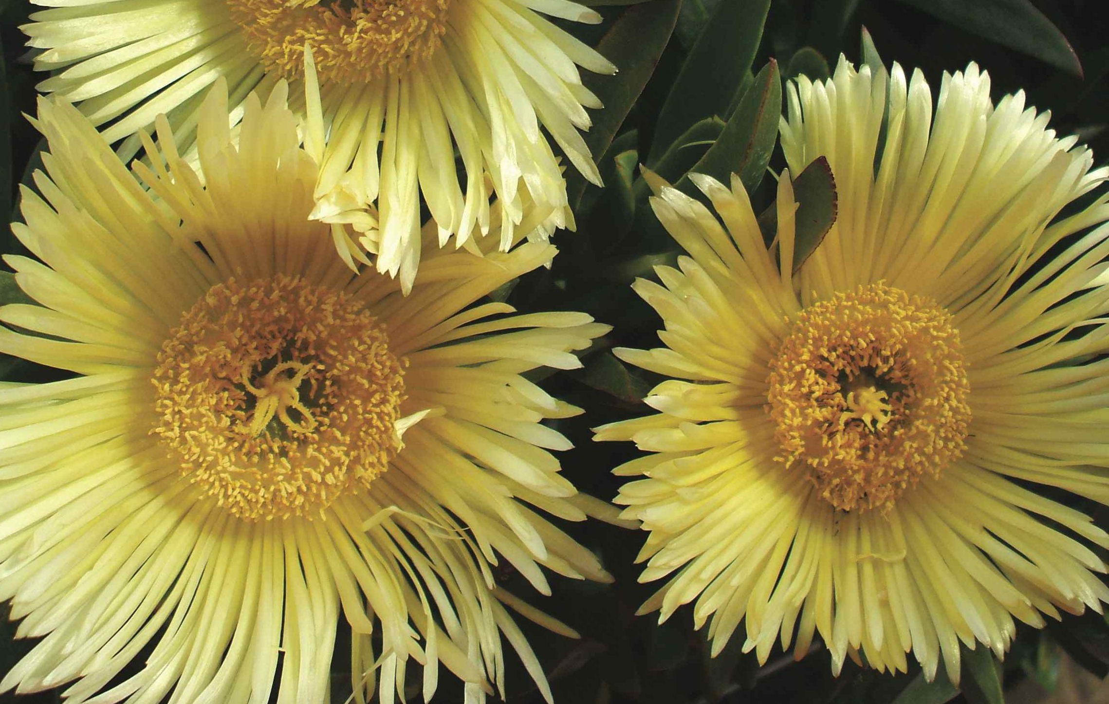 CARPOBROTUS edulis
