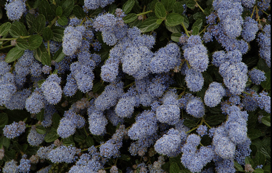 CEANOTHUS thyrsiflorus var. repens