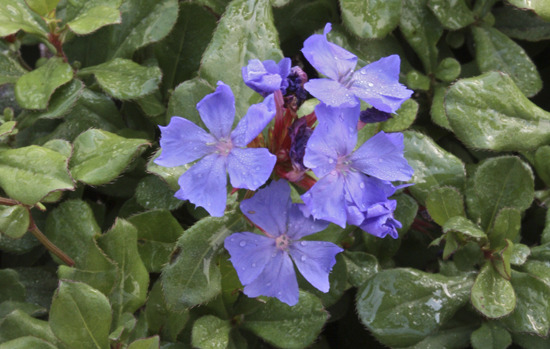 CERATOSTIGMA griffithi