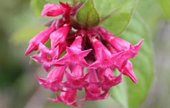 CESTRUM fasciculatum 'Newellii'