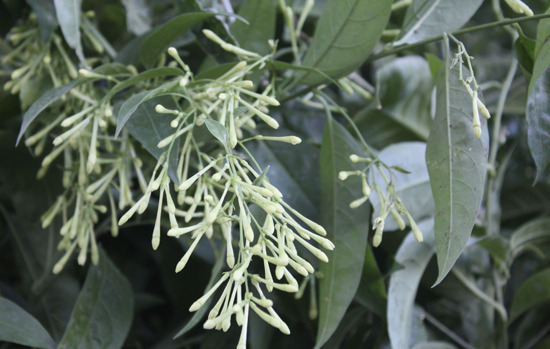 CESTRUM nocturnum