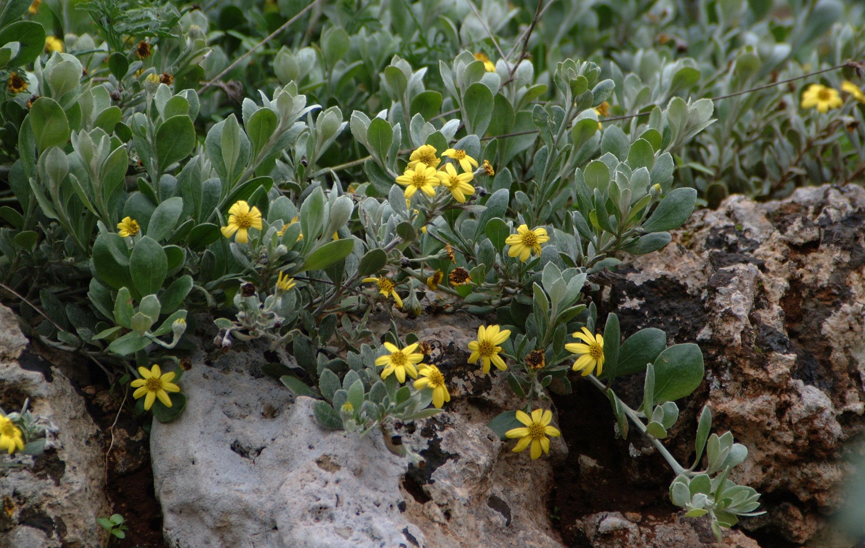 CHRYSANTHEMOIDES incana