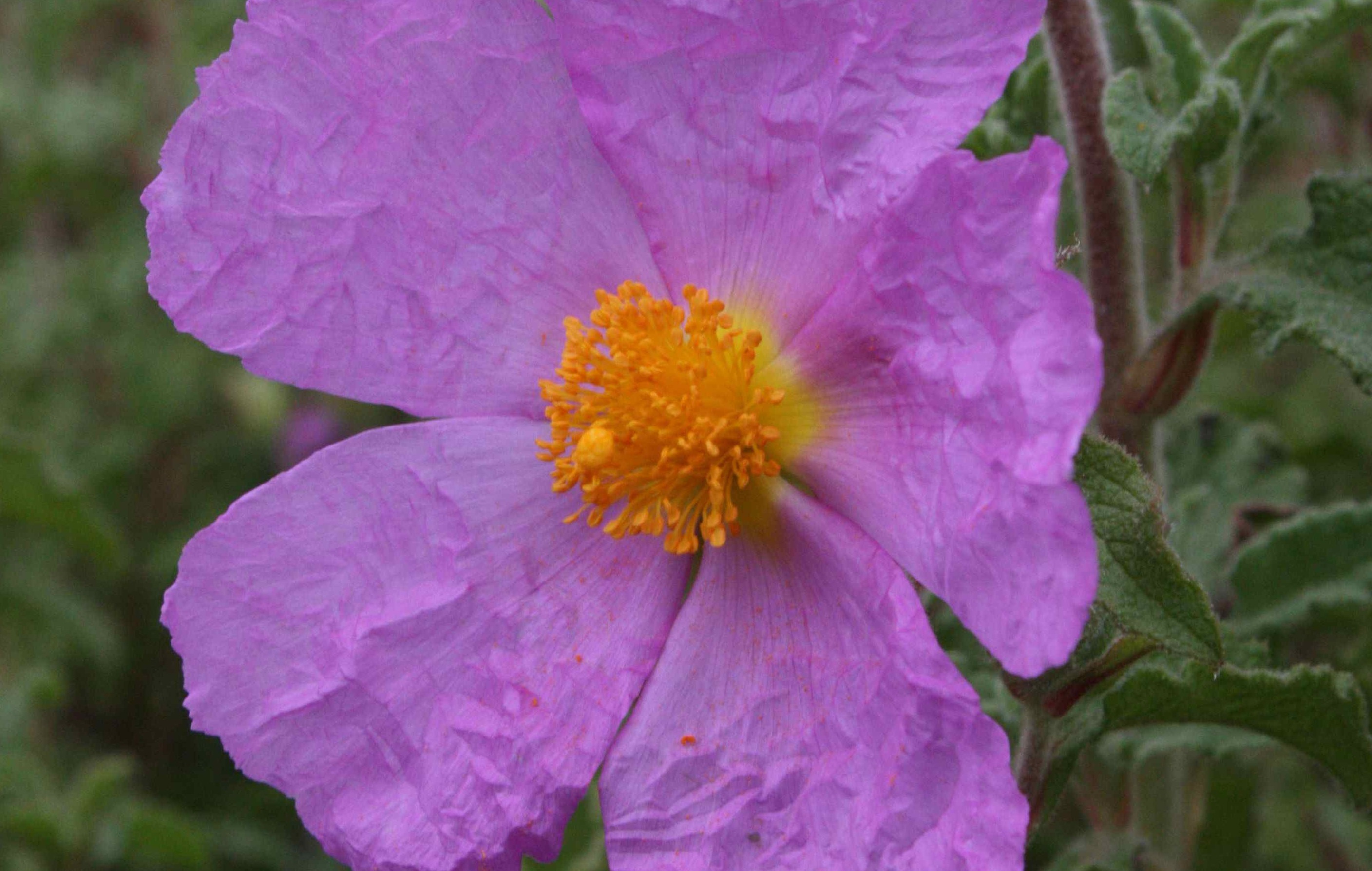 CISTUS creticus 