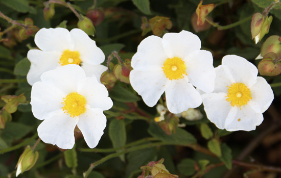 CISTUS salviifolius