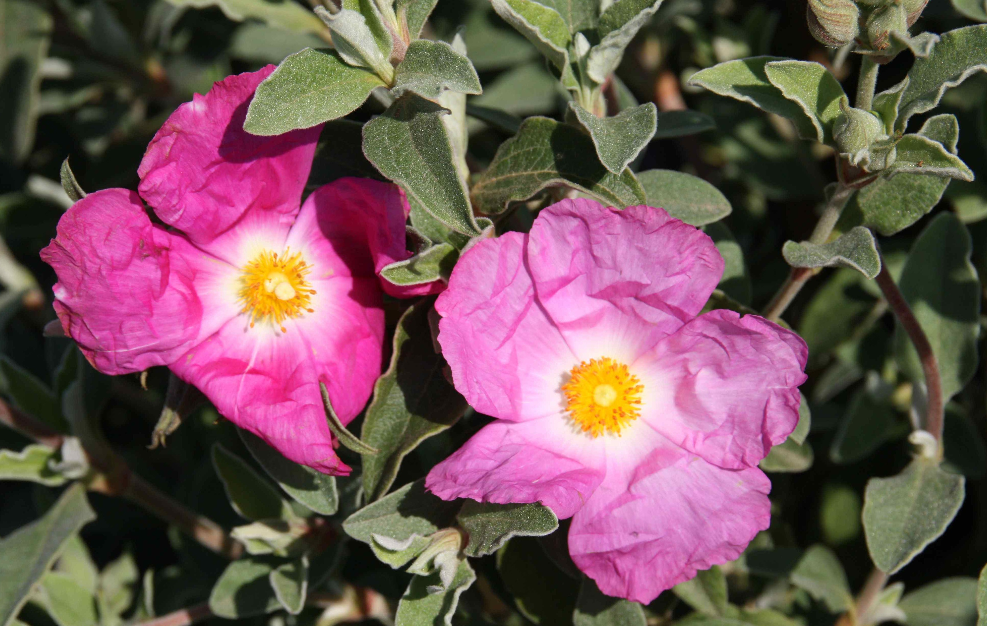 CISTUS x argenteus