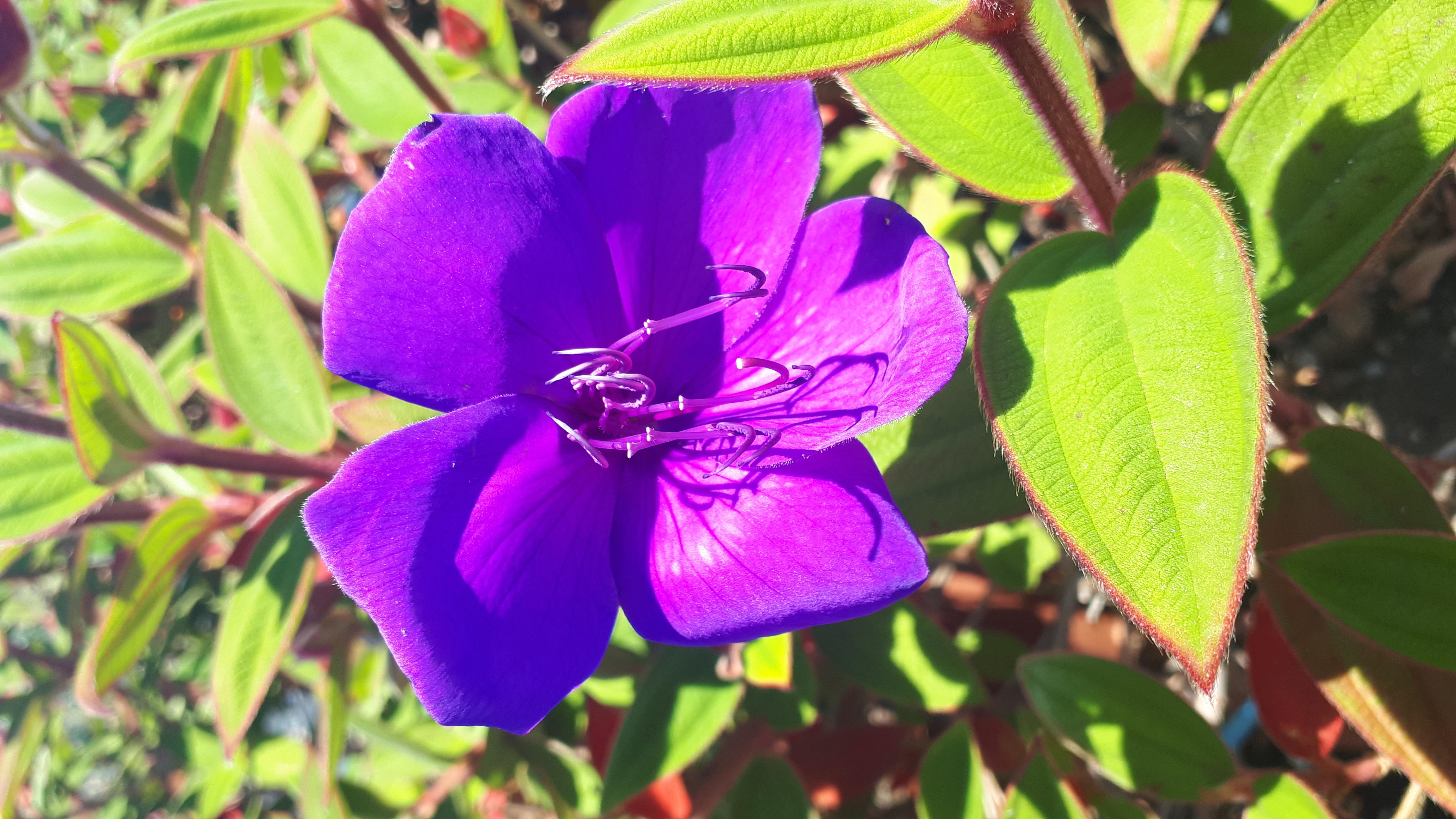 TIBOUCHINA semidecandra