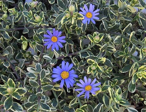 AGATHEA coelestis 'Variegata'
