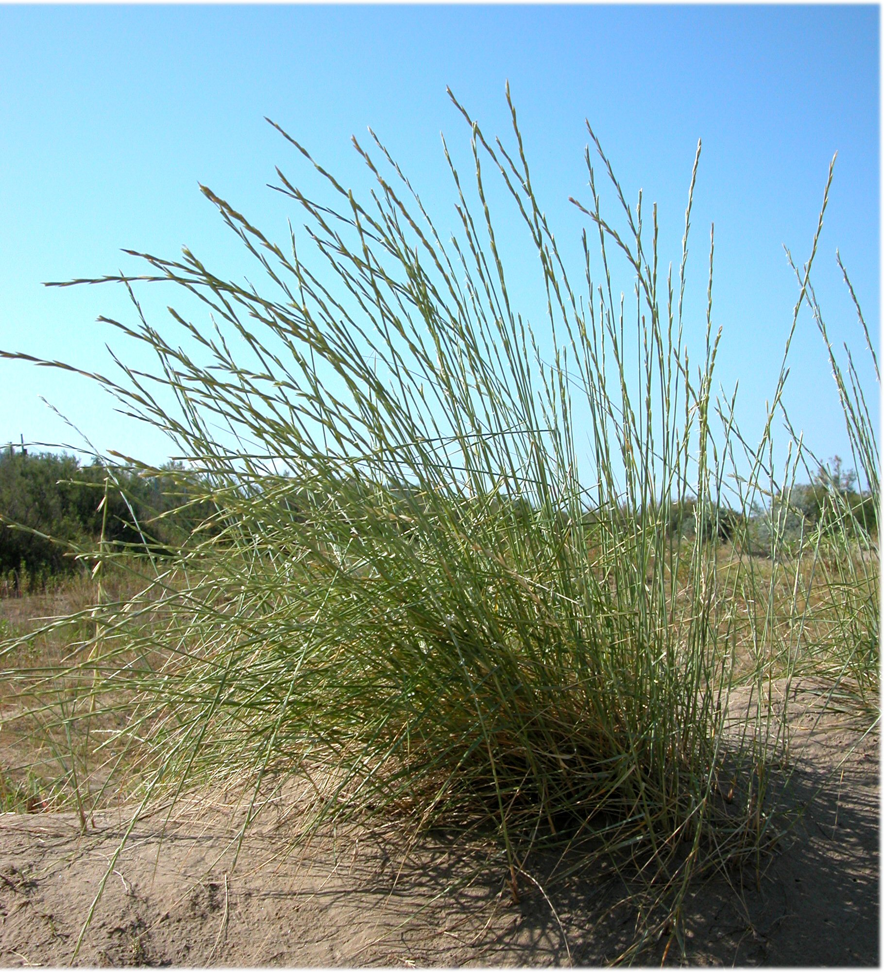 AGROPYRUM junceum