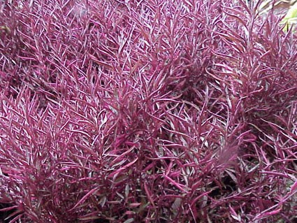 ALTERNANTHERA ficoidea 'Bettzickiana'