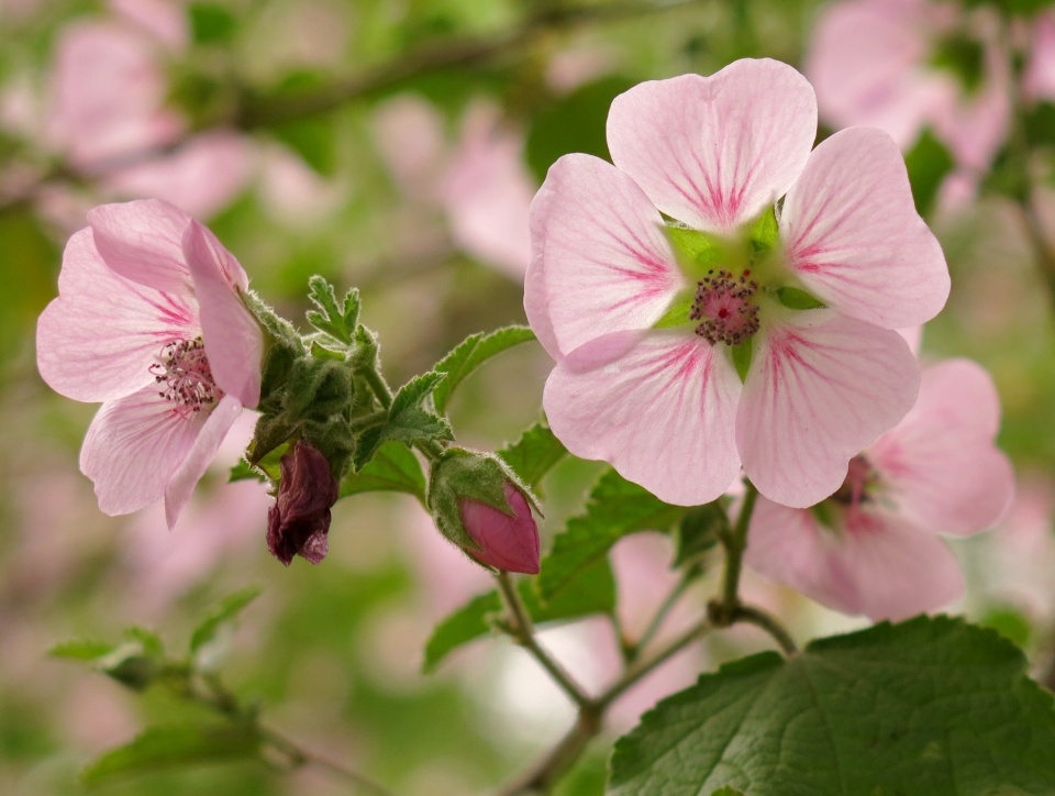 ANISODONTEA malvastroides