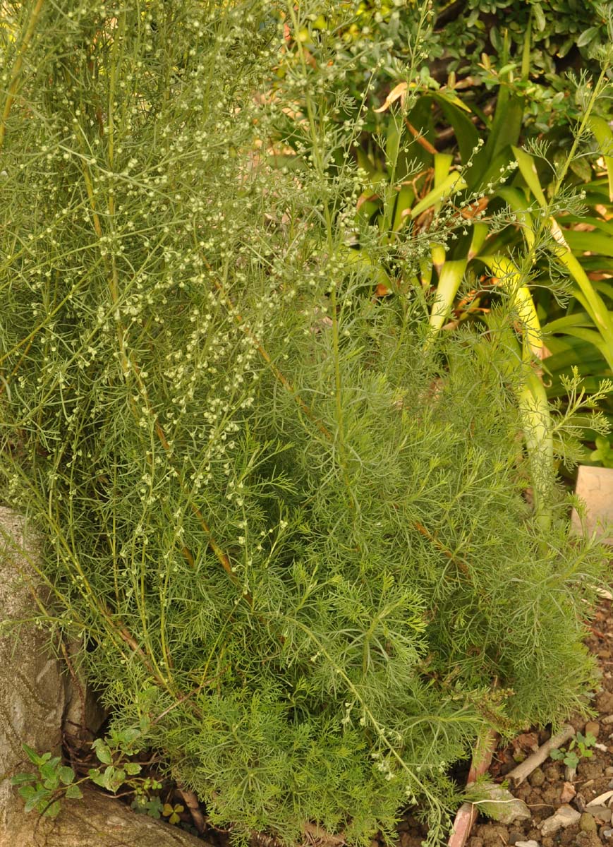 ARTEMISIA camphorata