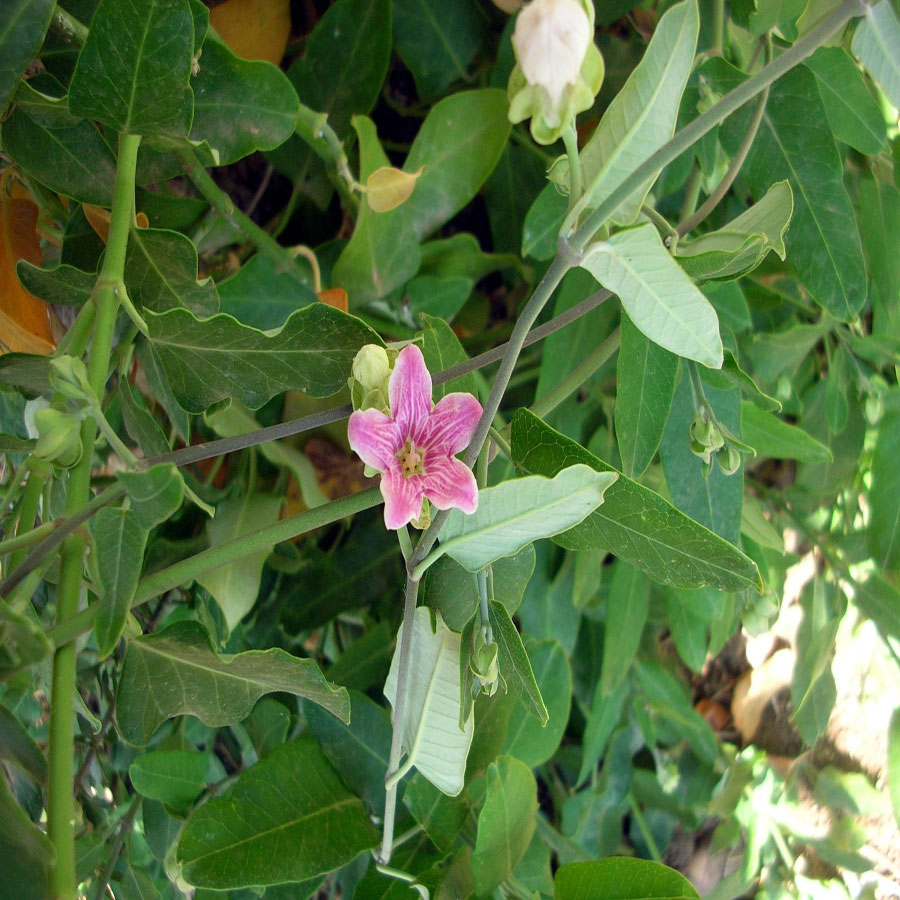 ARAUJA sericifera