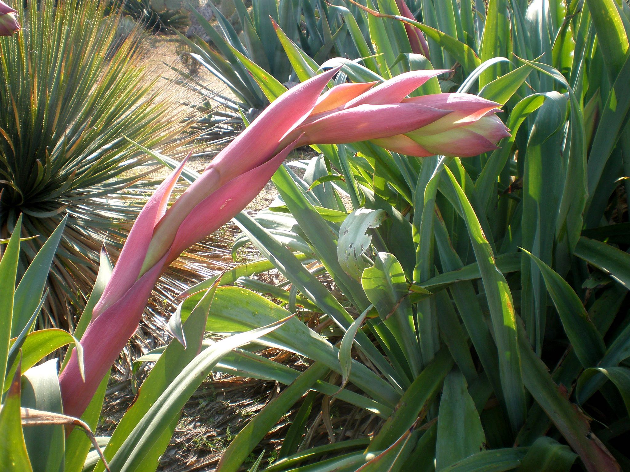 BESCHORNERIA yuccoides