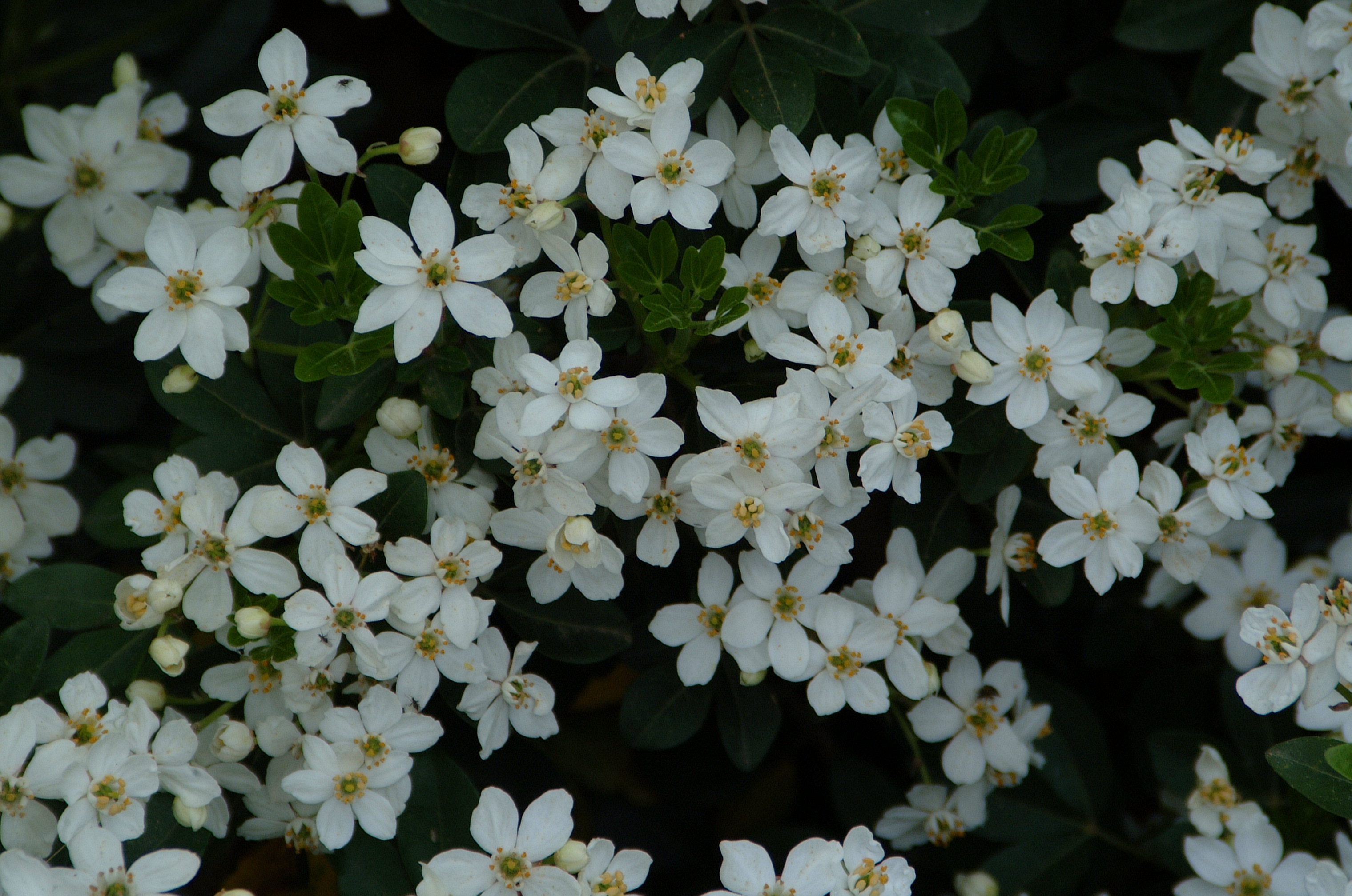CHOISYA ternata