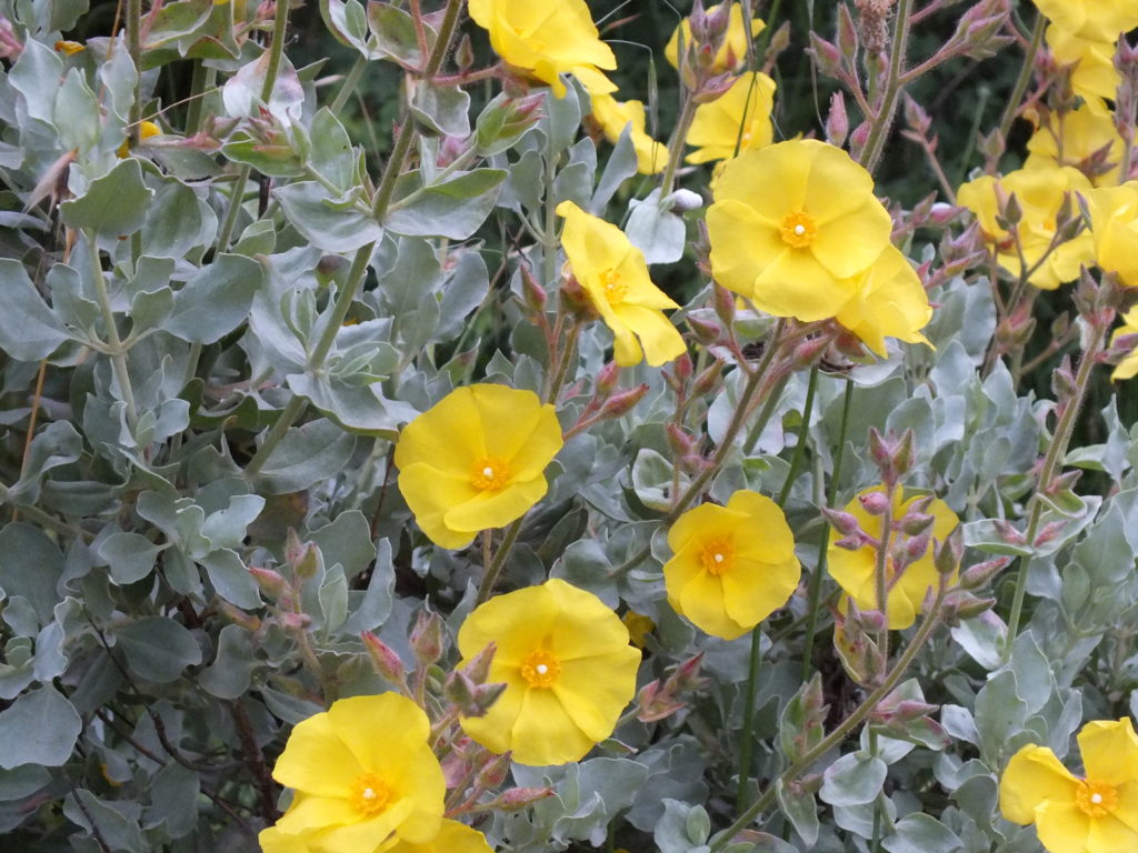 CISTUS atriplicifolium
