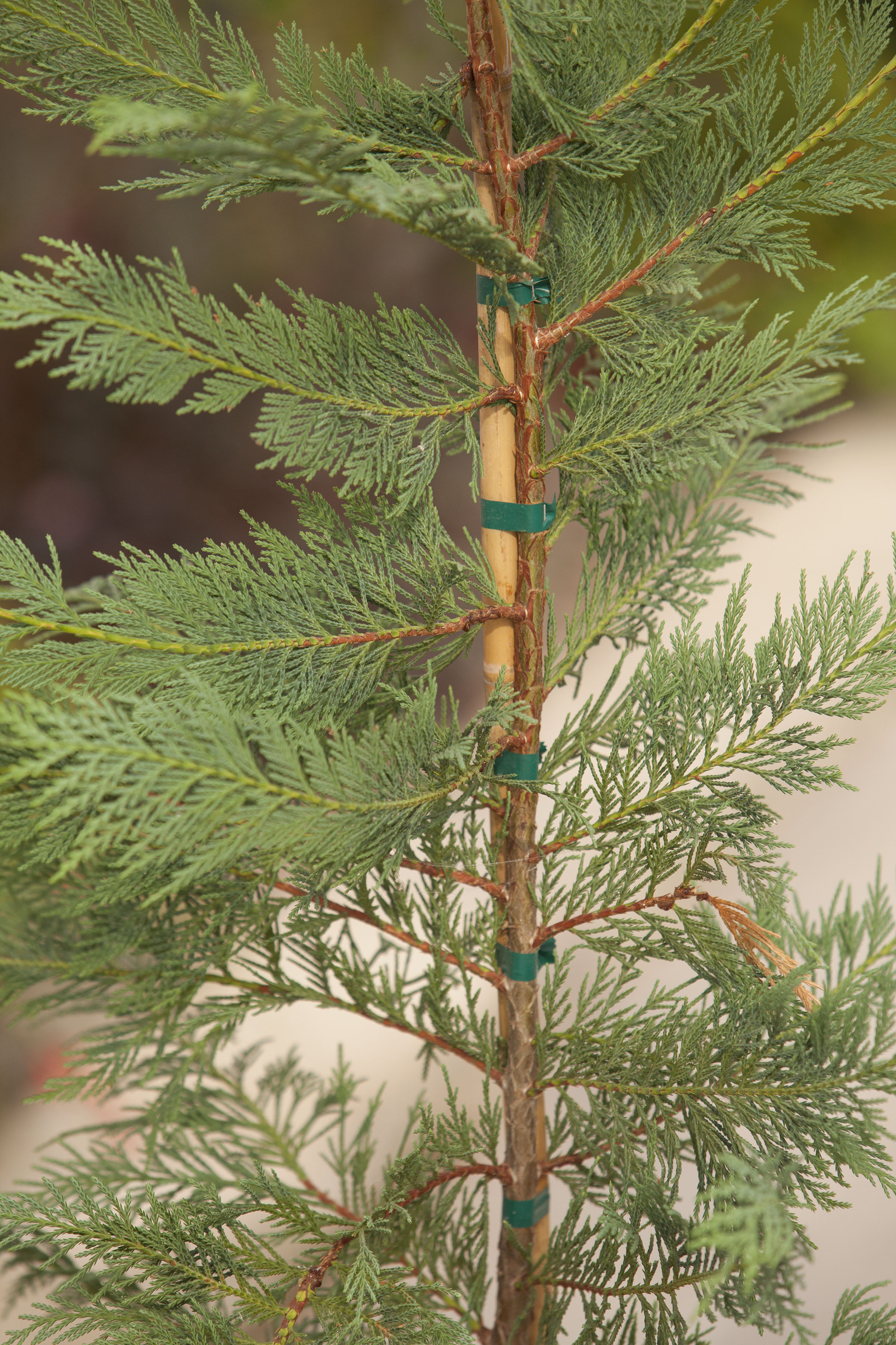 CUPRESSOCYPARIS 'Leylandii'