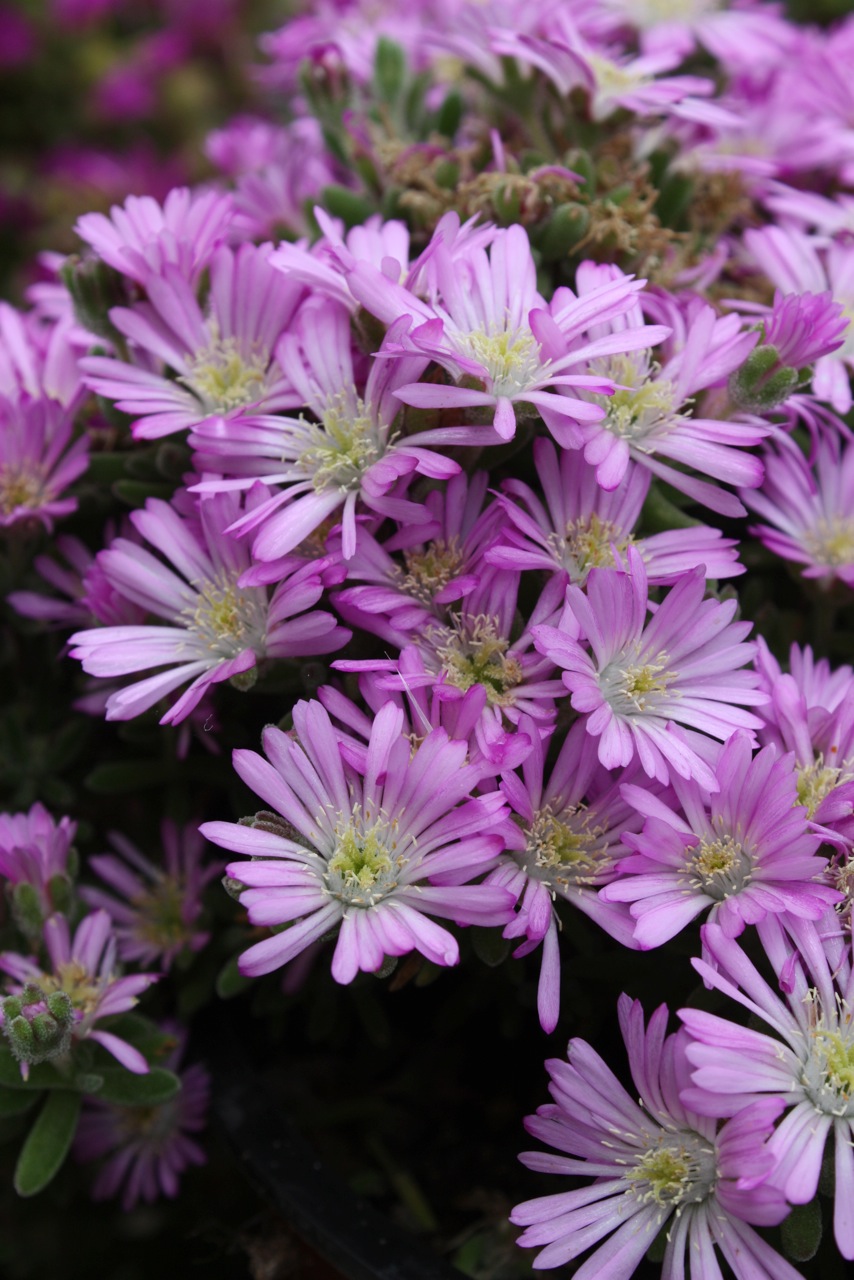 DELOSPERMA aberdeenense