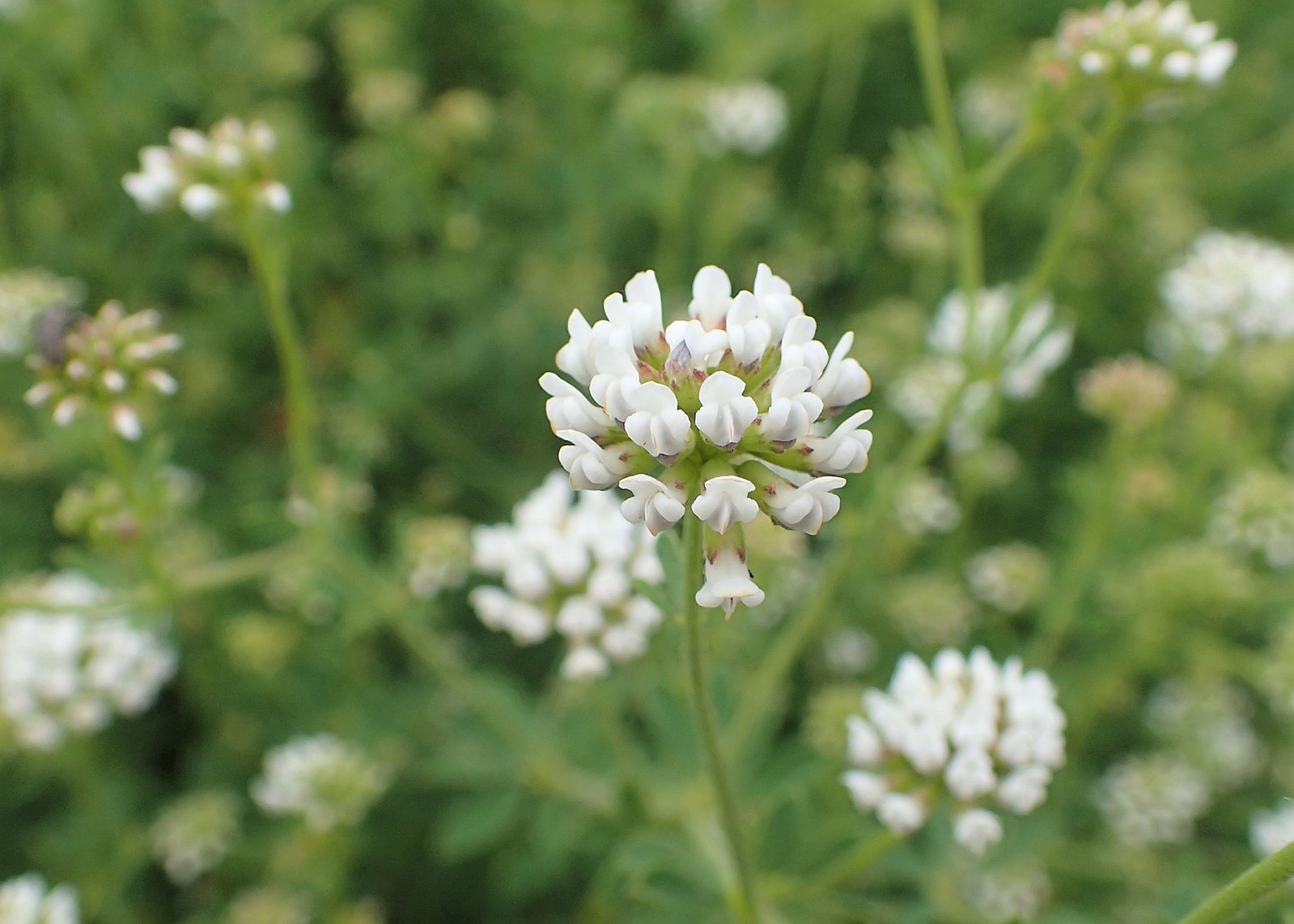 DORYCNIUM pentaphyllum