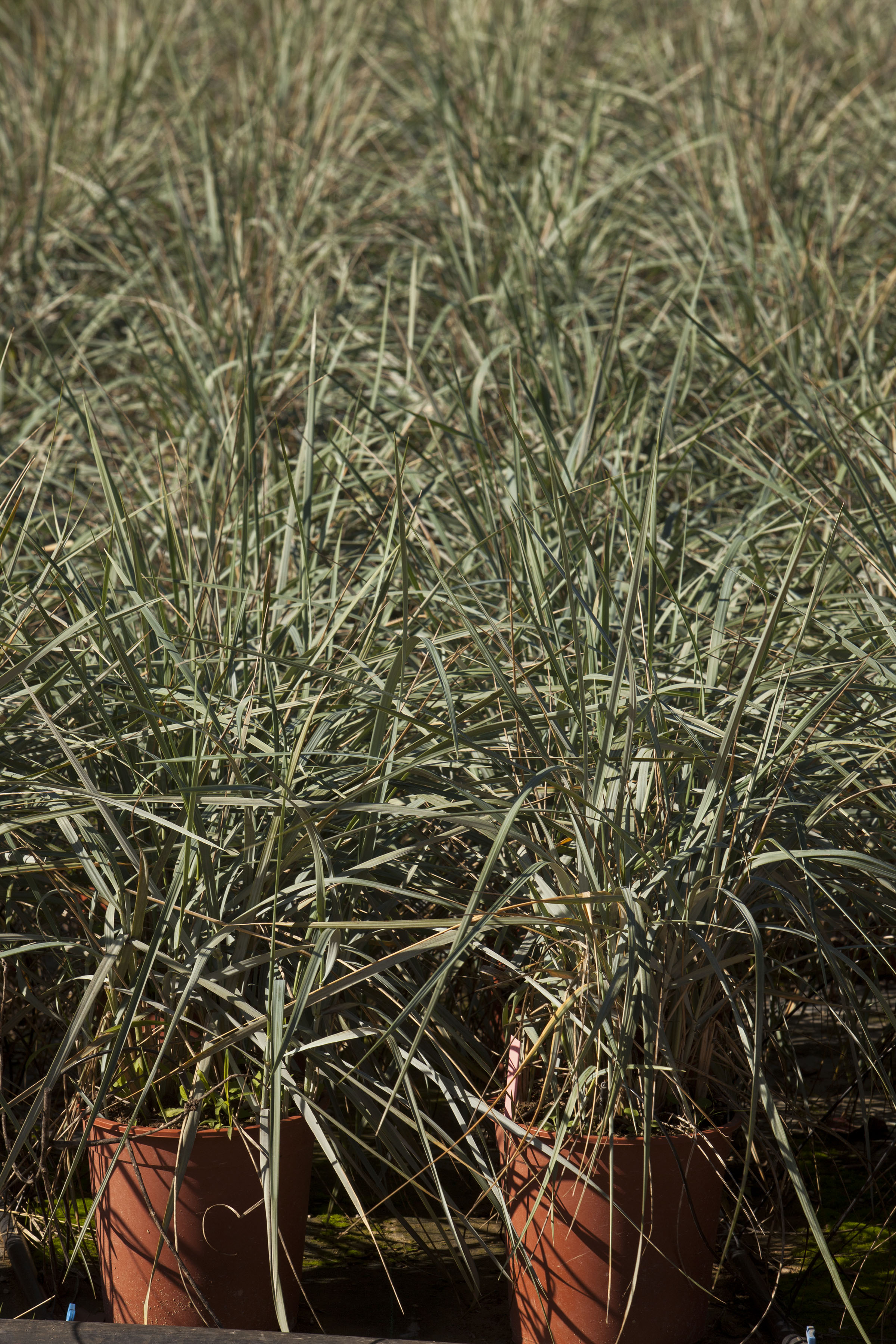 ELYMUS glaucus