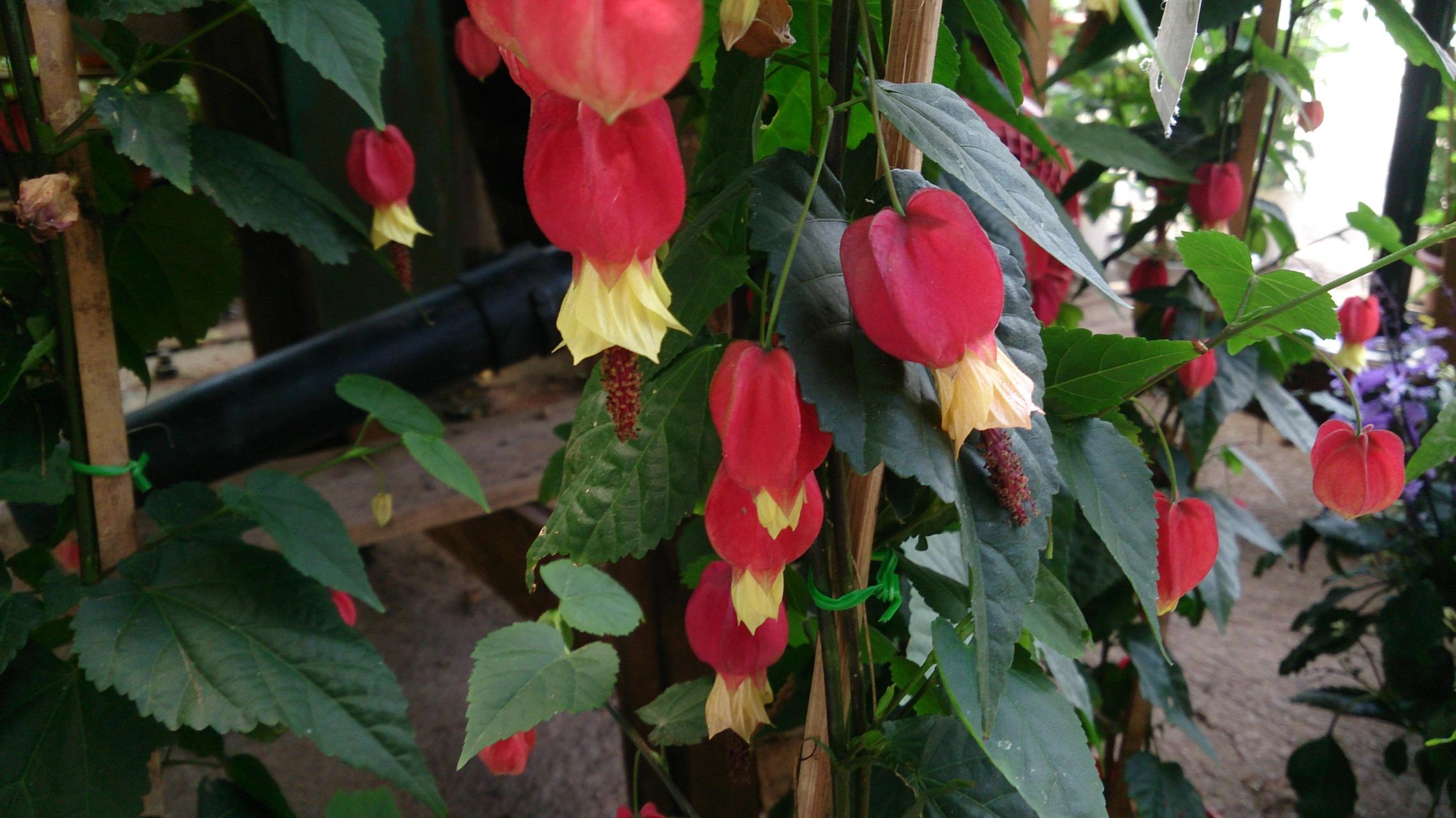 ABUTILON megapotamicum