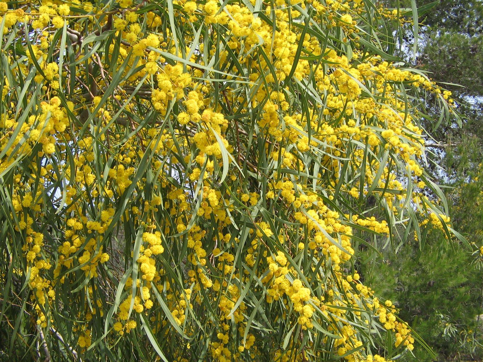 ACACIA saligna
