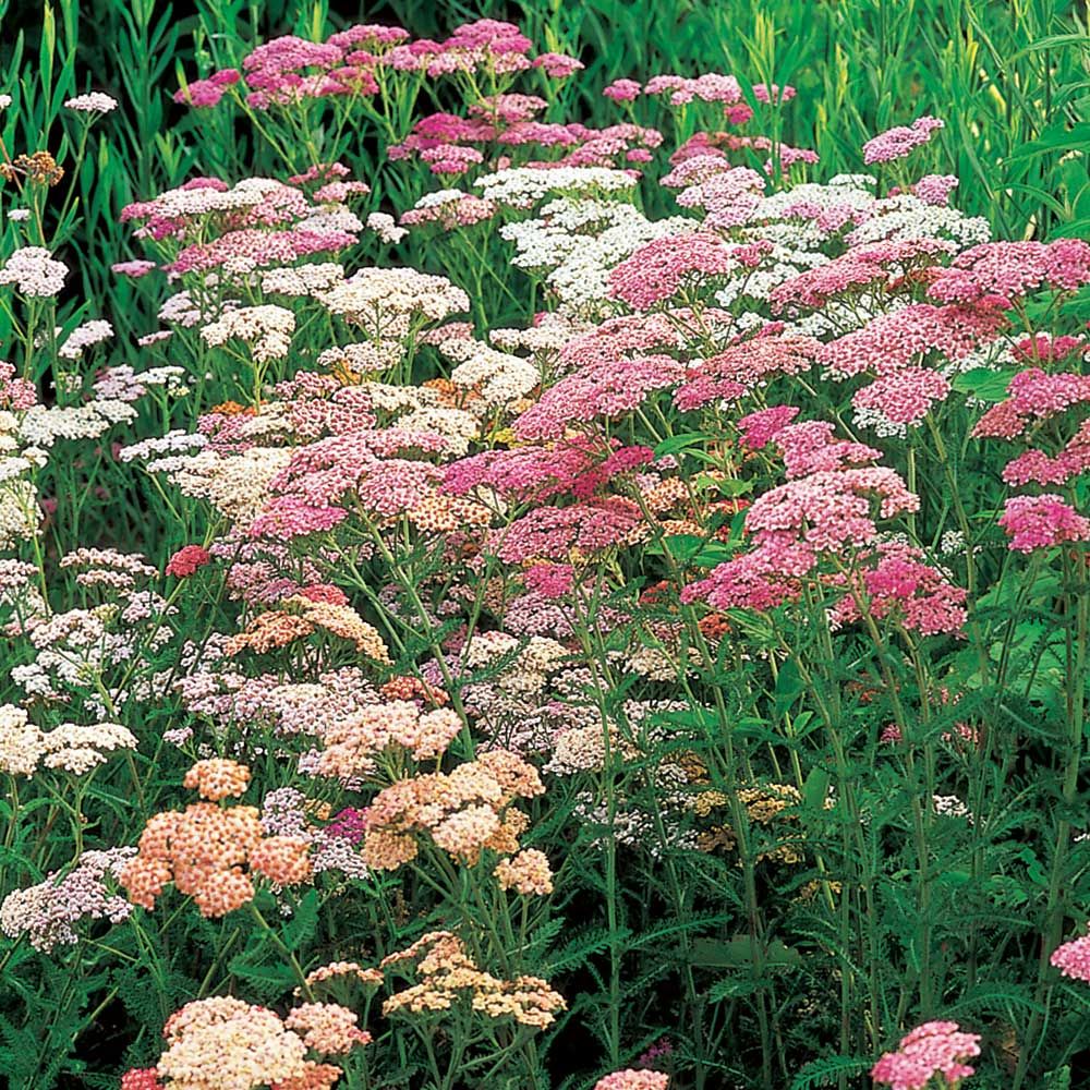 ACHILLEA millefolium
