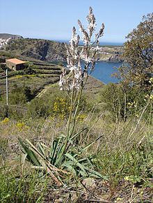 ASPHODELUS microcarpus