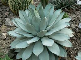 AGAVE potatorum