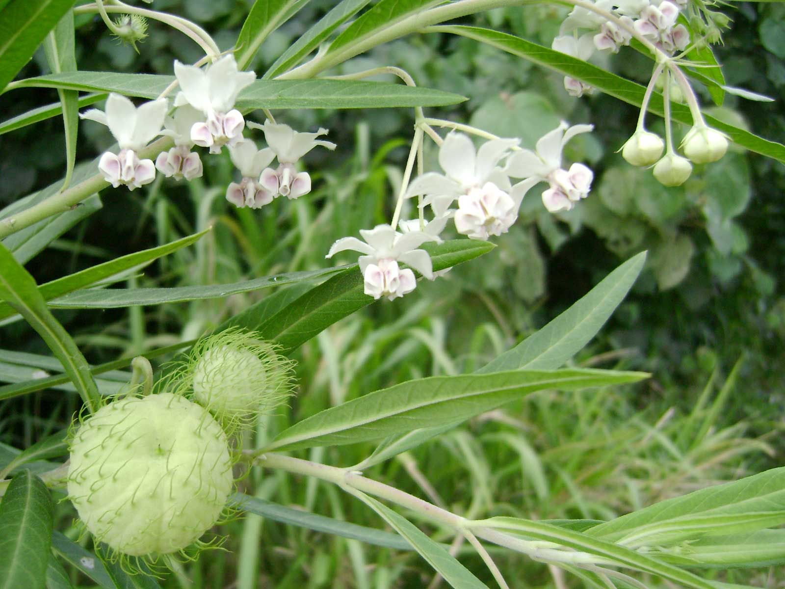 ASCLEPIAS physocarpa