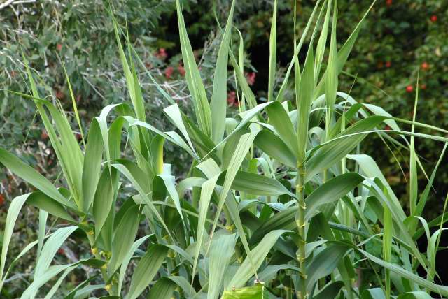 ARUNDO donax