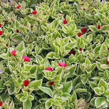 APTENIA cordifolia Variegata