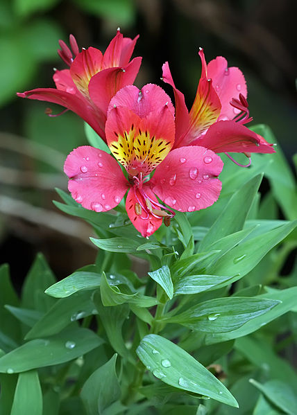ALSTROEMERIA x hybrida
