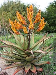 ALOE marlothii