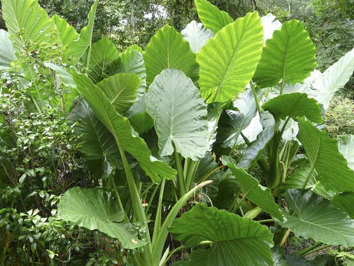 ALOCASIA macrorrhiza