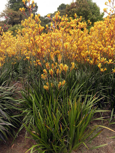 ANIGOZANTHOS flavidus