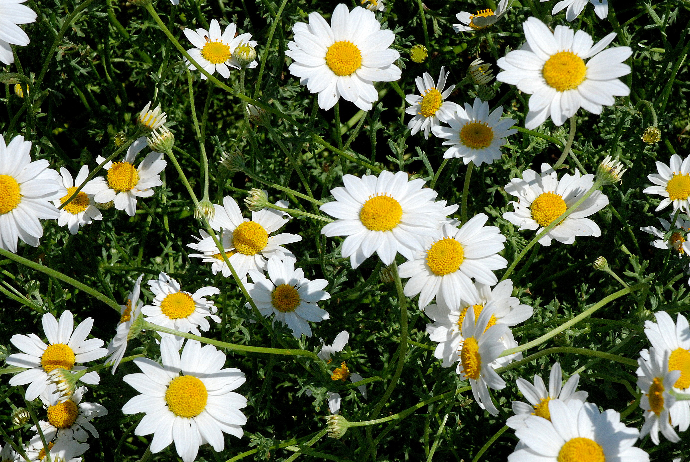 ANTHEMIS maritima