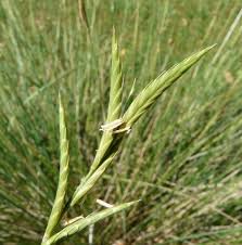 BRACHYPODIUM phoenicoides