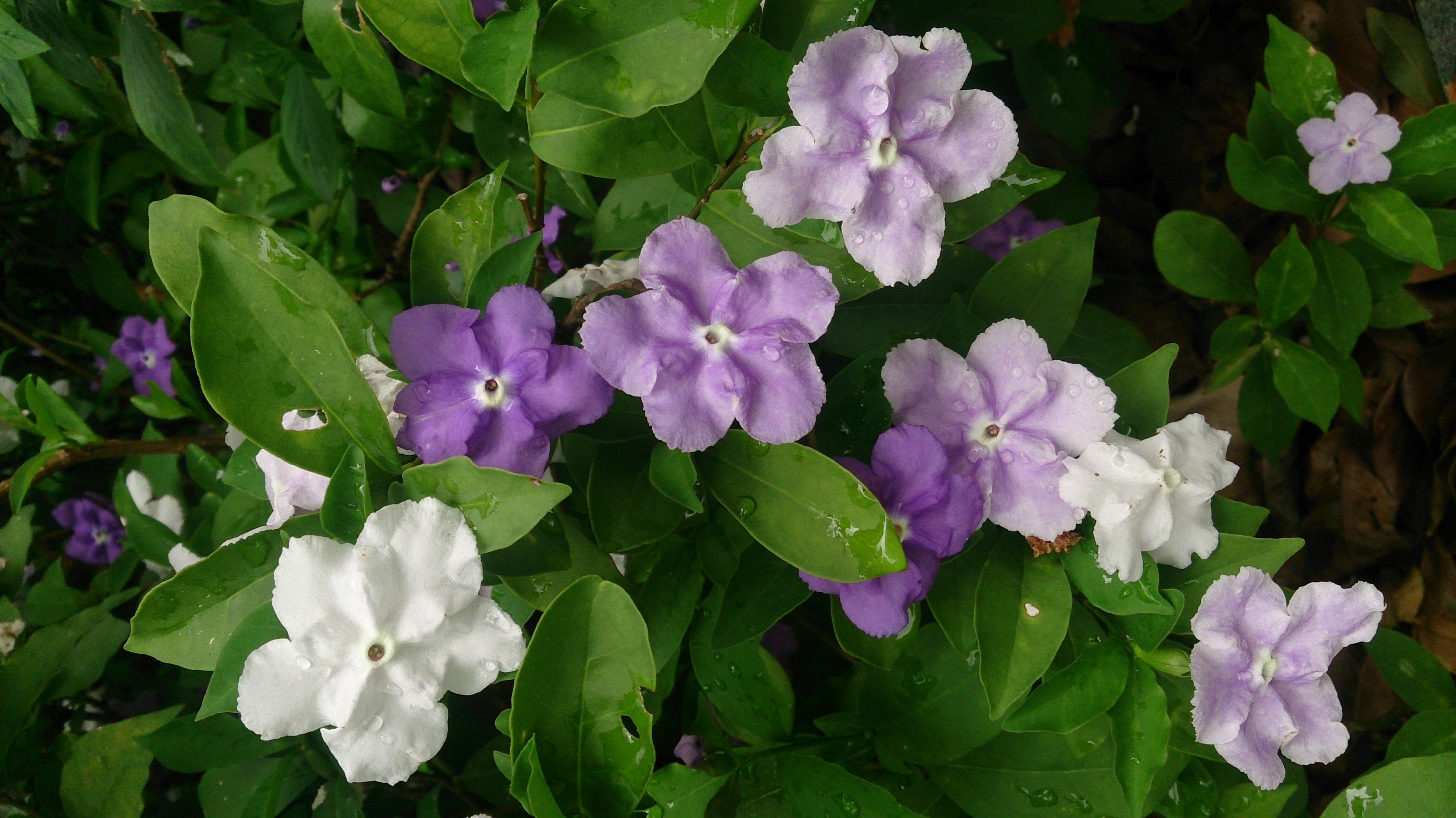 BRUNFELSIA pauciflora (B. calycina)