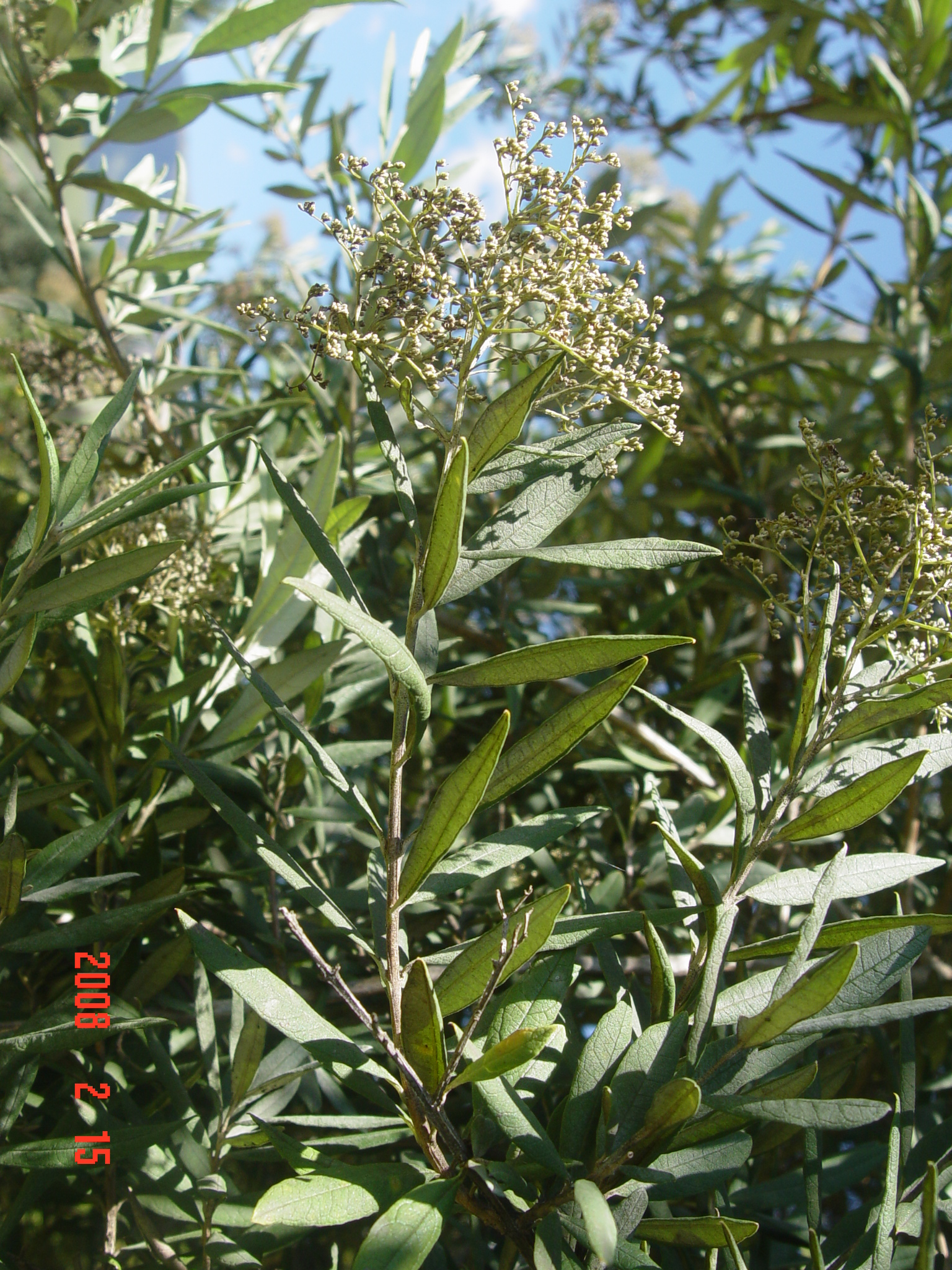 BUDDLEJA saligna