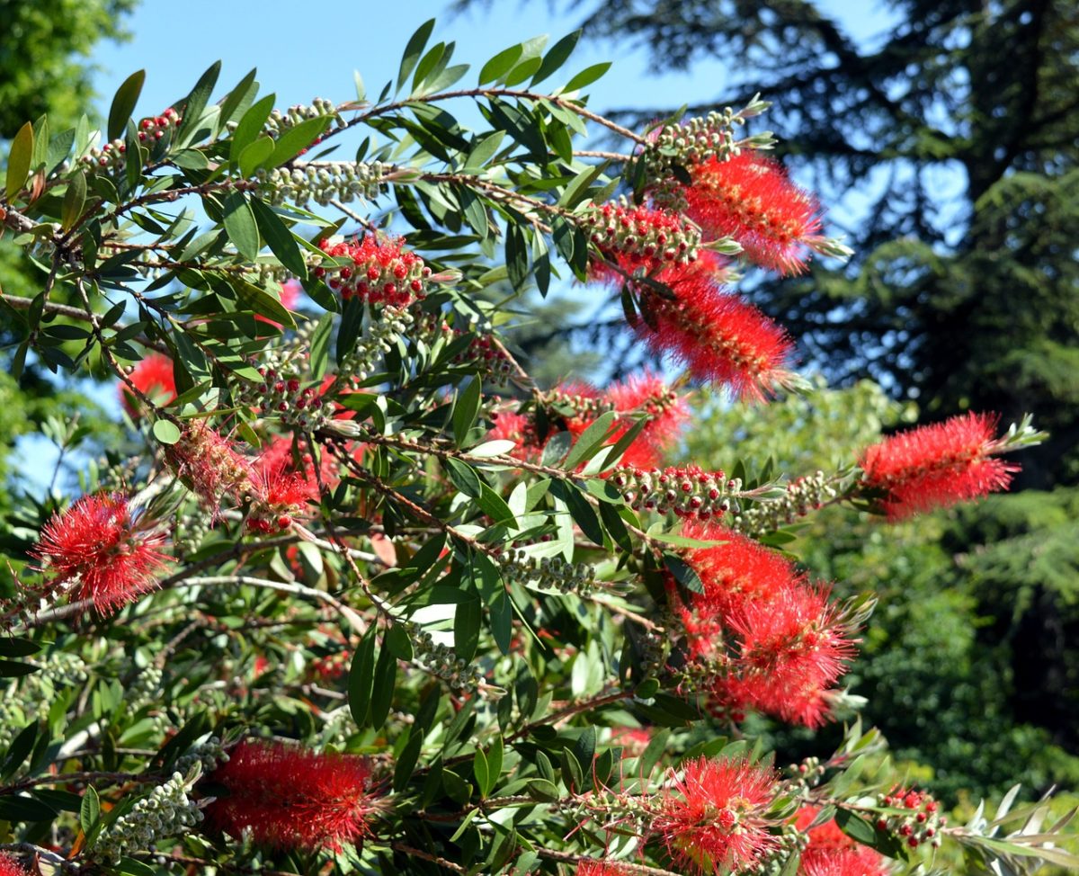 CALLISTEMON 