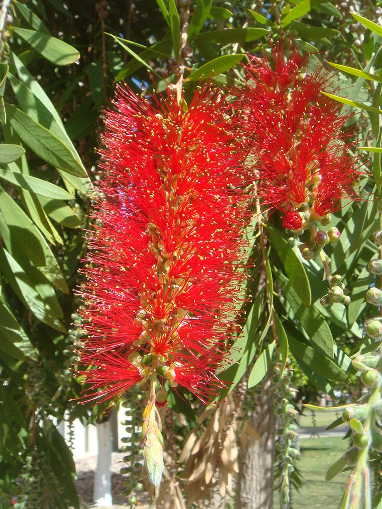 CALLISTEMON viminalis