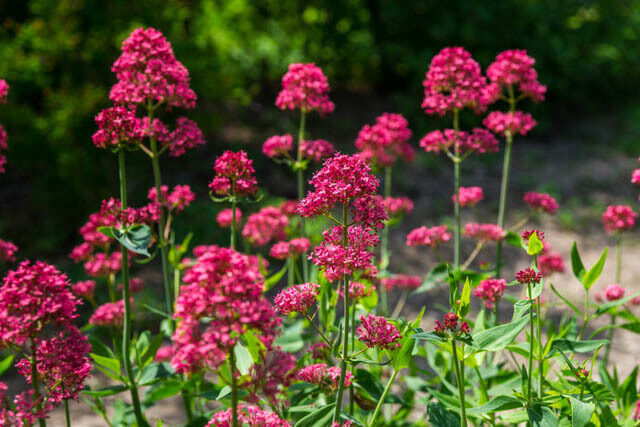 CENTRANTHUS ruber
