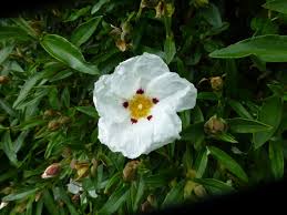 CISTUS x verguinii 'Paulcherat'