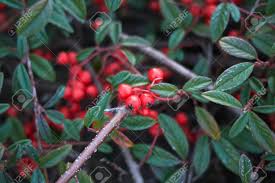 COTONEASTER salicifolius